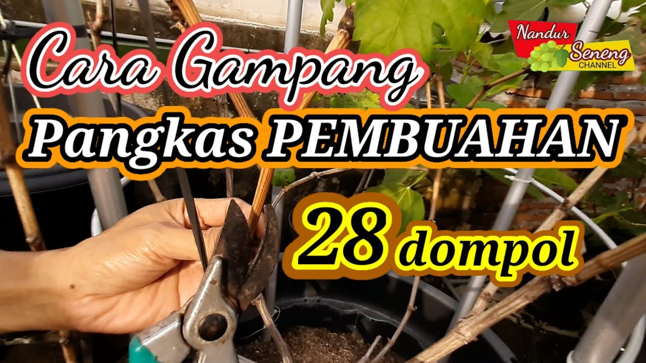 TANAM ANGGUR DALAM POT BERBUAH LEBAT Pangkas Pembuahan Anggur Jenis Rumba.