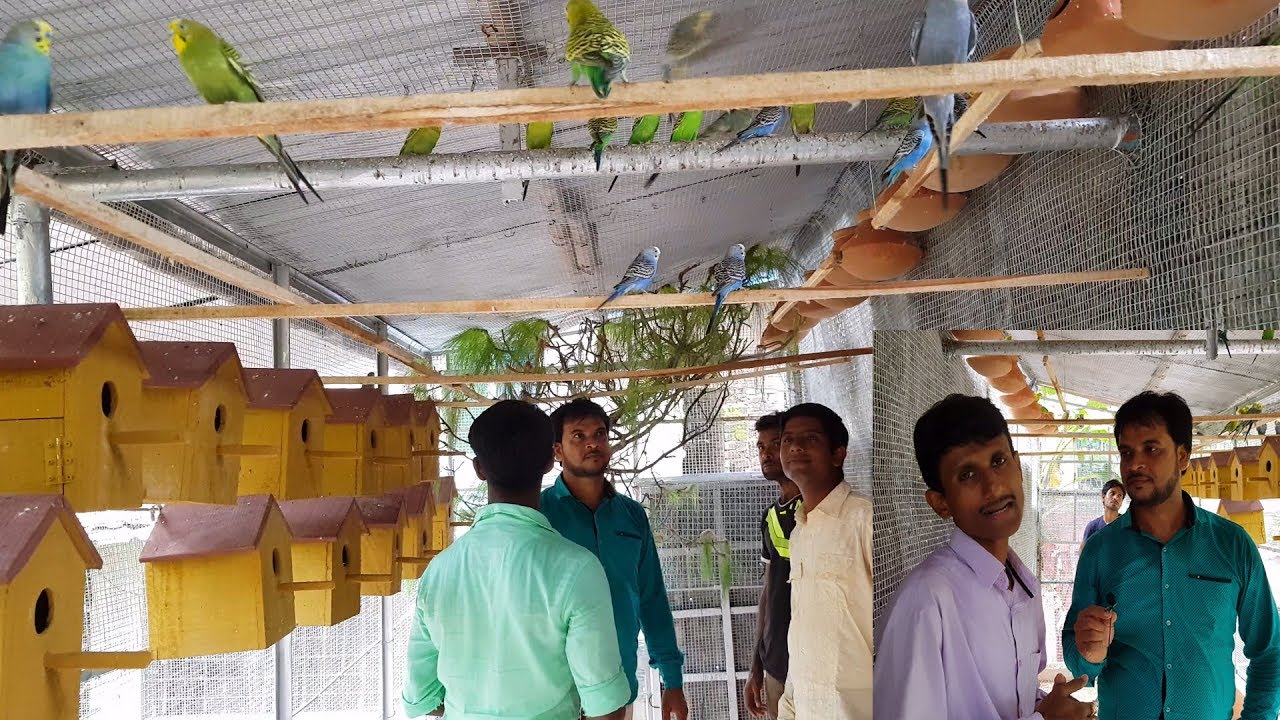 Budgies Parrot,Macaws,Grey Parrot Breeding Farm Visit / Friends Has Come To visit My Bird Farm.