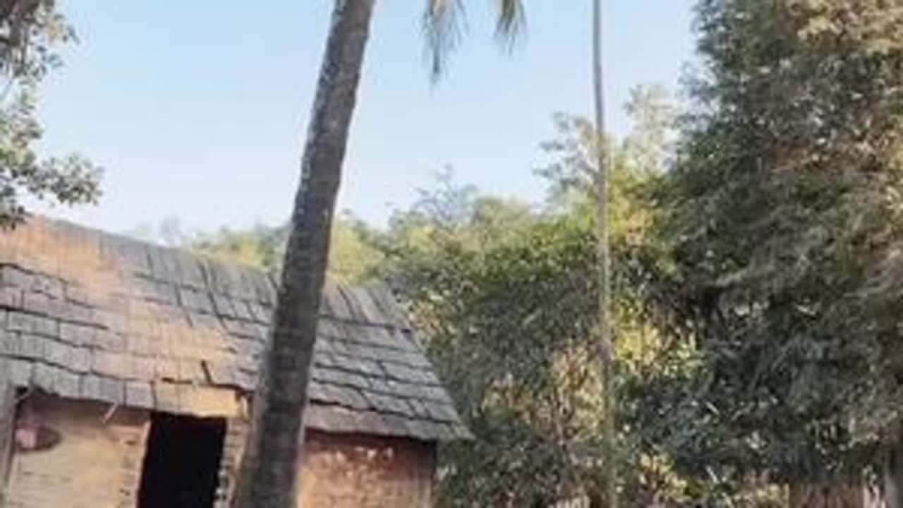 小陈小梅小金总等买村民的椰子 #小陈的老挝媳妇儿 #三哥的故事