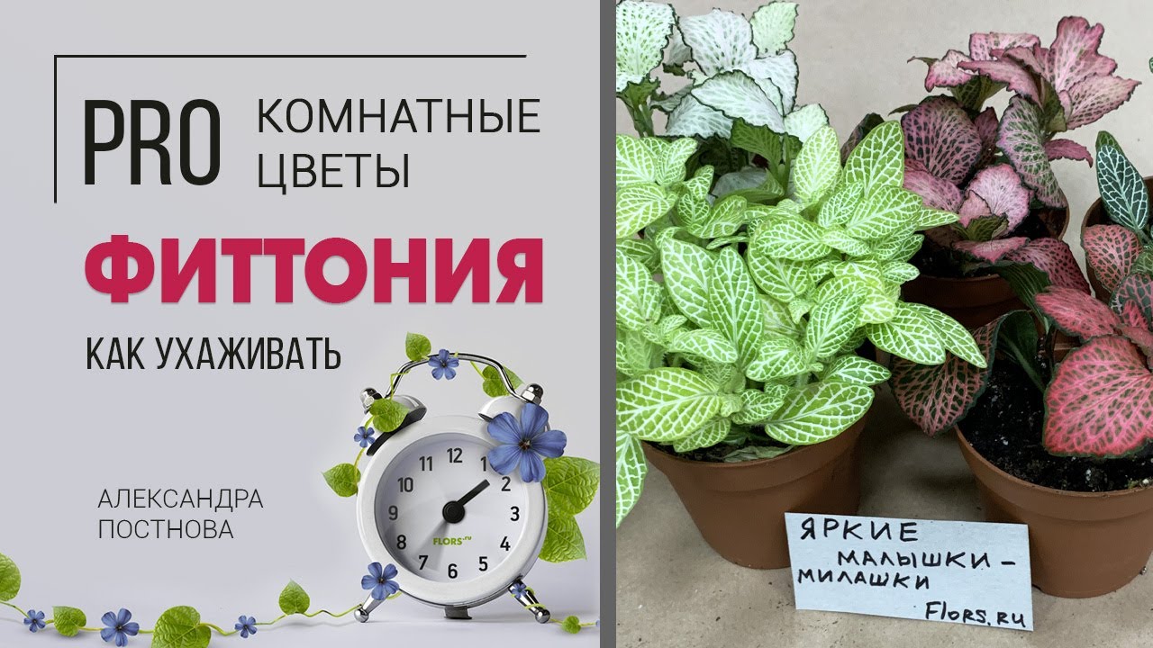 Фиттонии - декоративные растения | Яркие, красочные и дружелюбные цветы