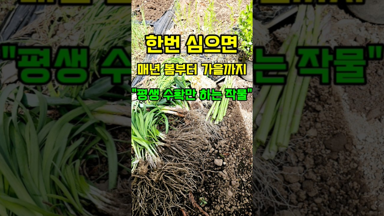 한번 심으면 매년 봄부터 가을까지 수확하는 작물 5가지 추천작물 #4월에심는작물 #평생수확하는작물