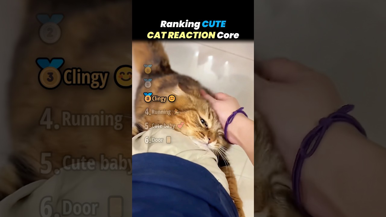 Рейтинг самых милых кошачьих реакций: ключевые моменты!! 🐱😇