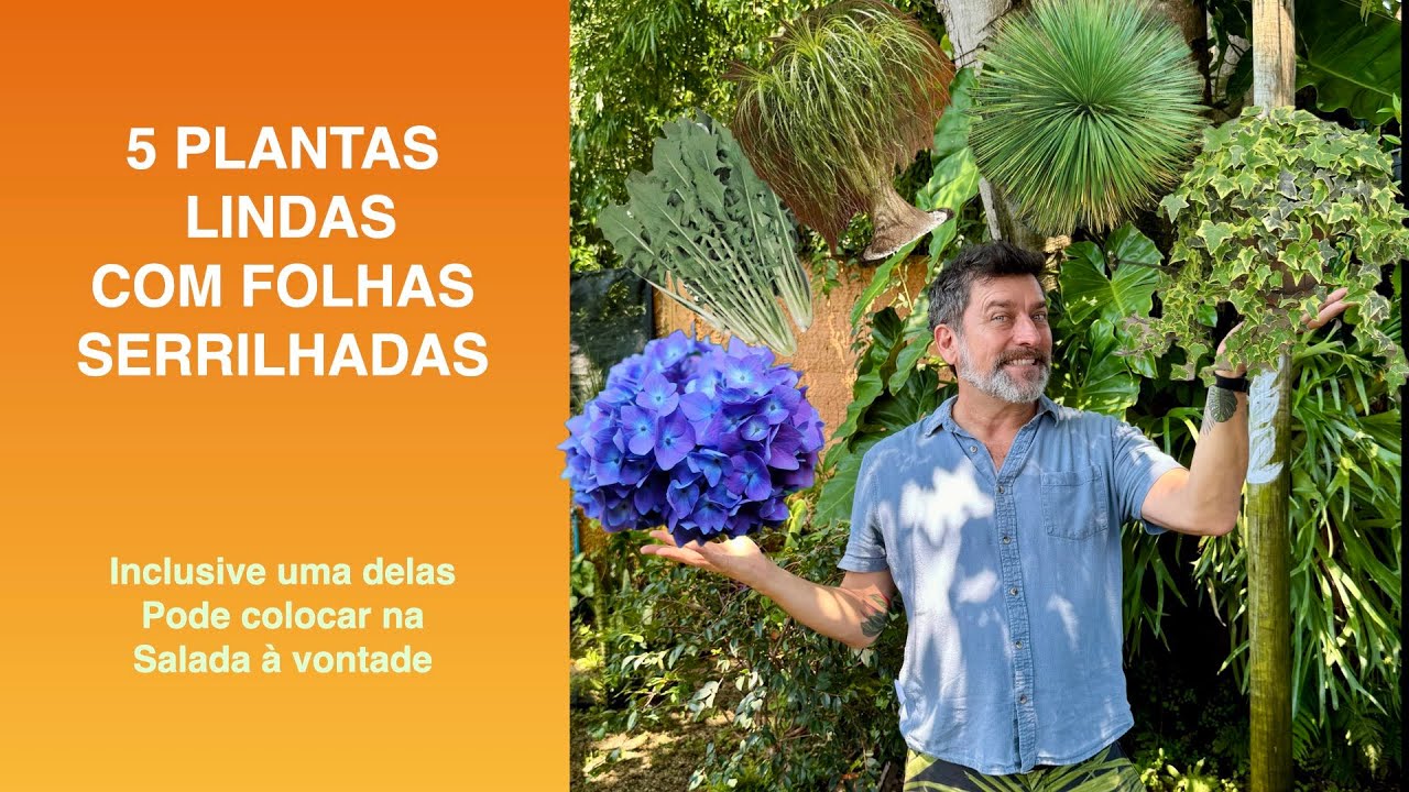 5 PLANTAS Lindas com as FOLHAS SERRILHADAS