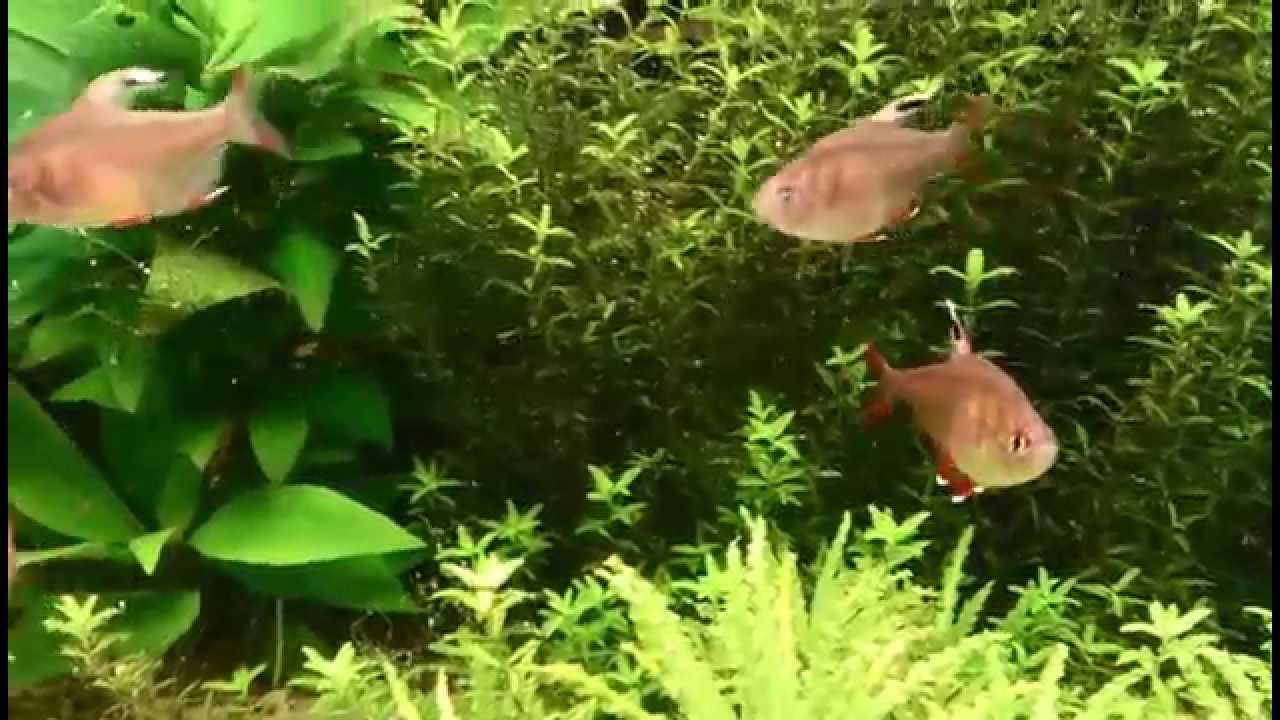 Hyphessobrycon rosaceus White-fin (Rosy Tetra)