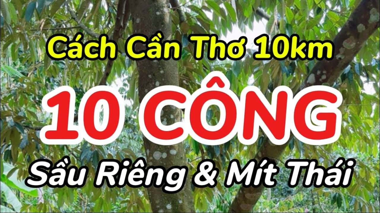 Hơn 10 công Sầu Riêng, Mít Thái cách Cần Thơ chỉ 10km