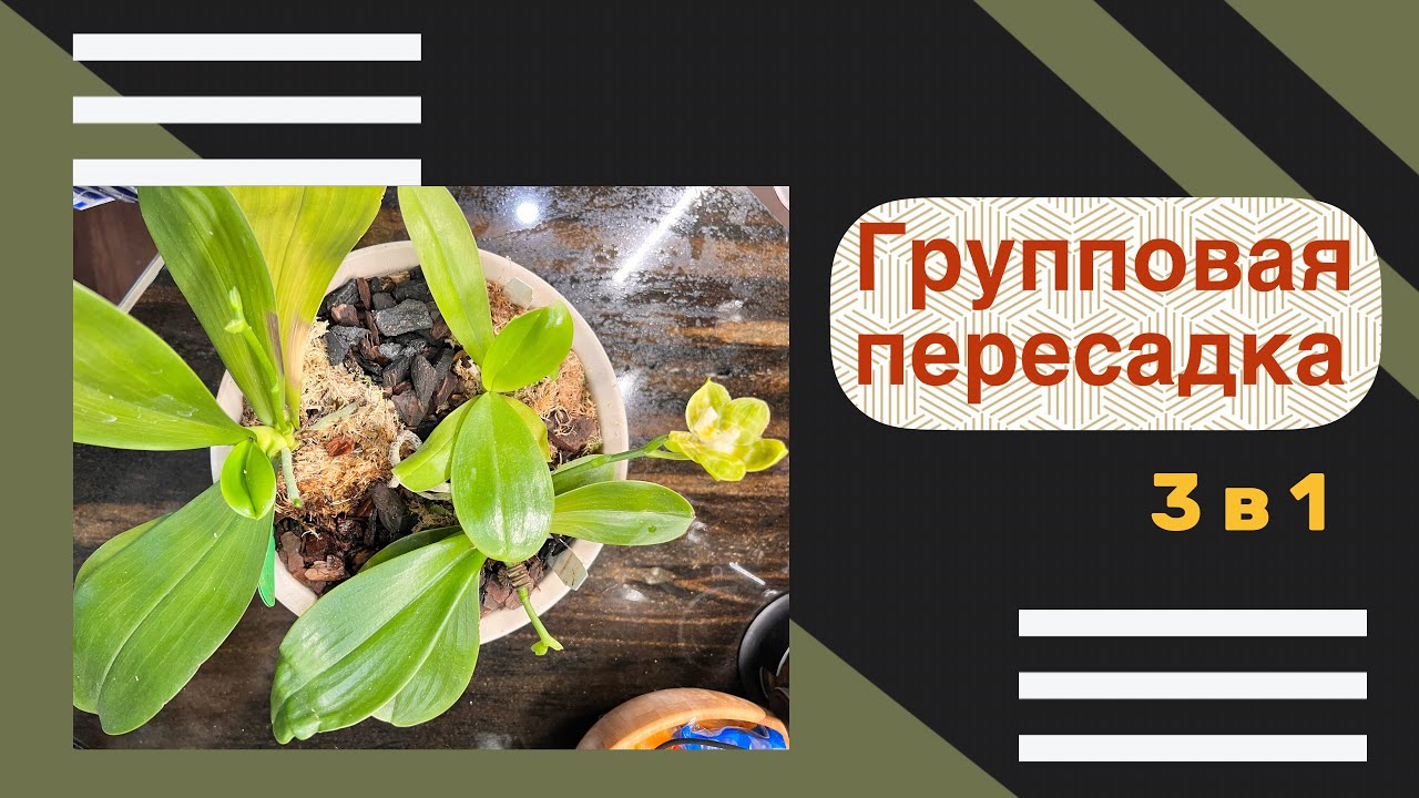 Phal. Mituo Golden Tiger “Green Tiger” | Mituo Golden Tiger “White Tiger” | Mituo Reflex King flava