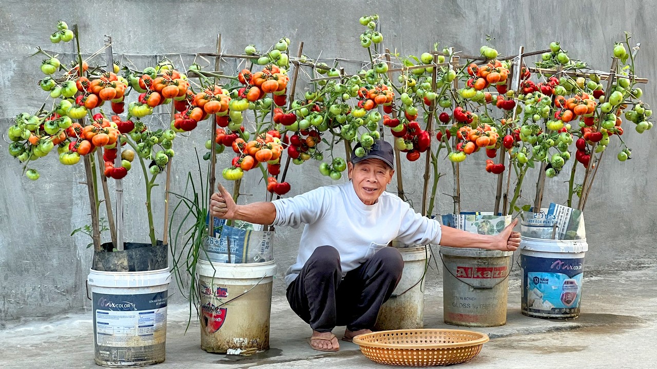 Tips Growing Tomatoes Without Watering, Doubling Yields and Harvesting Continuously