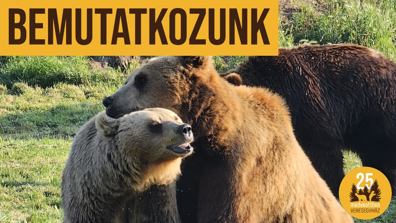 Állatkert vagy állatmenhely? Ez is, az is! 🐺🦉🐻🦁 | Veresegyházi Medveotthon