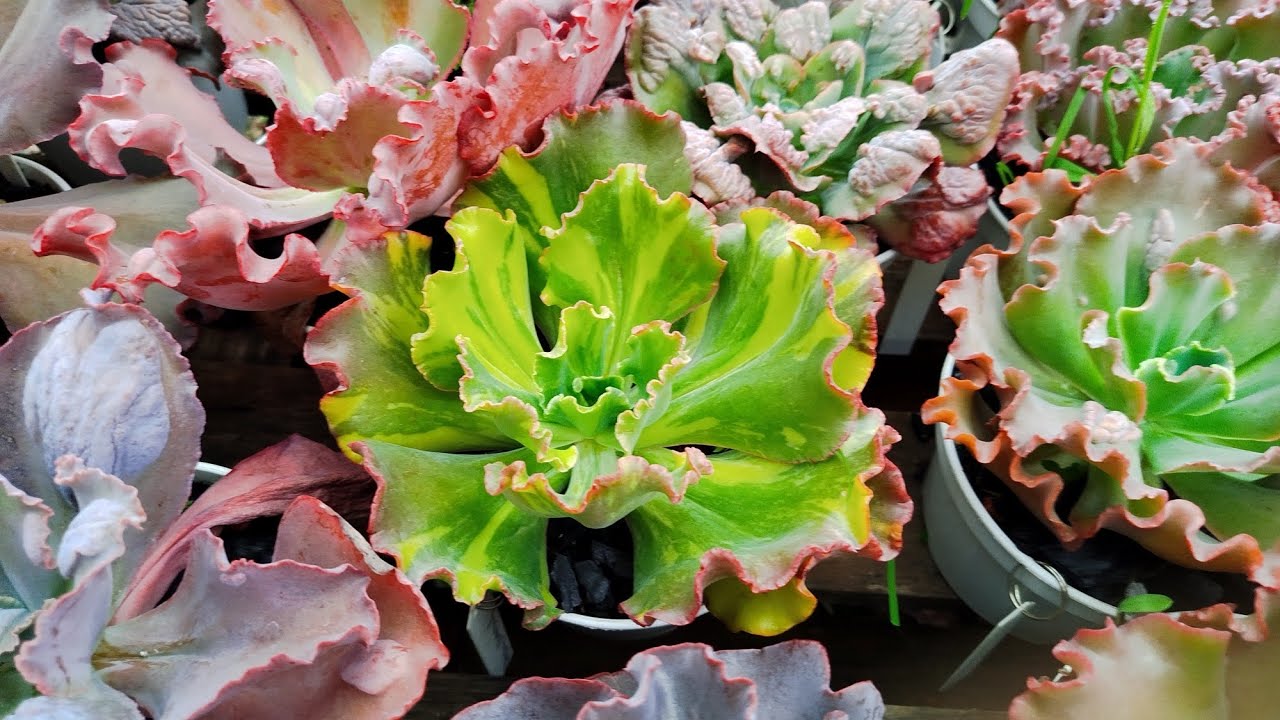 🌳 Como tá as minhas plantas com tanta 🌧️🌧️