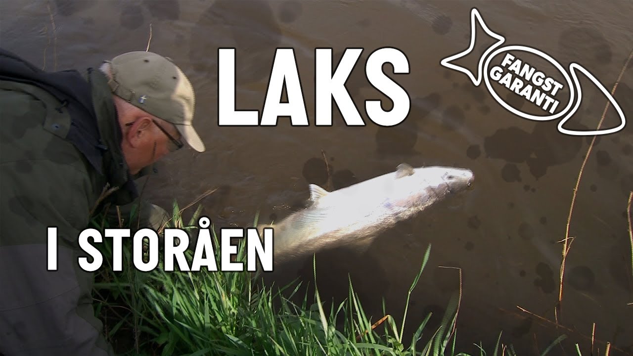 LAKS I STORÅEN // FANGSTGARANTI
