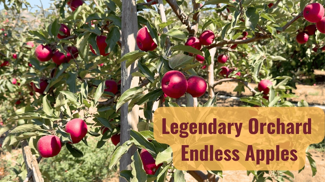 Apple Picking at California’s Legendary Orchard 🌳 Tons of Varieties! 4K
