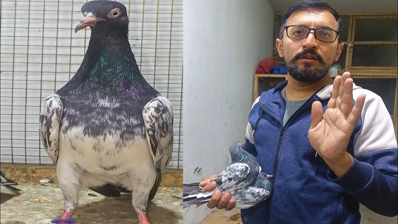 Asim Bhai Teddy Or Parwazi Kabootar Lee Aye Market 🫵🕊🕊...more