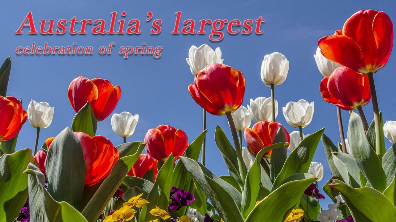 Creating Australia’s largest celebration of spring: Andrew Forster