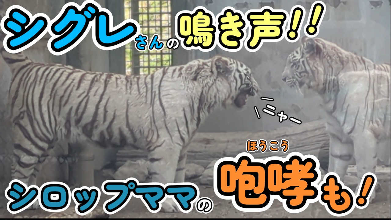 【鳴き声あり】シグレさんの鳴き声はニャー！？シロップママの迫力満点咆哮も！in伊豆アニマルキングダム
