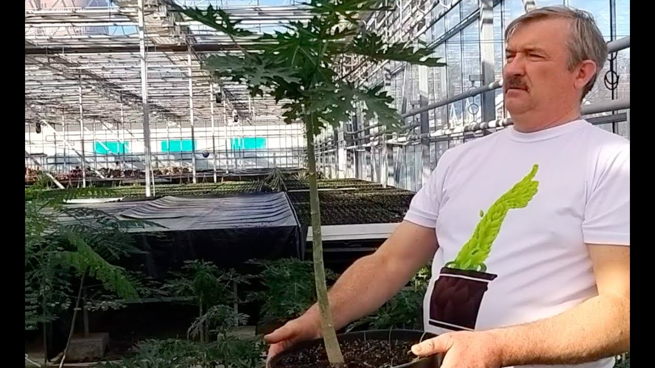 Папайя сложности выращивания