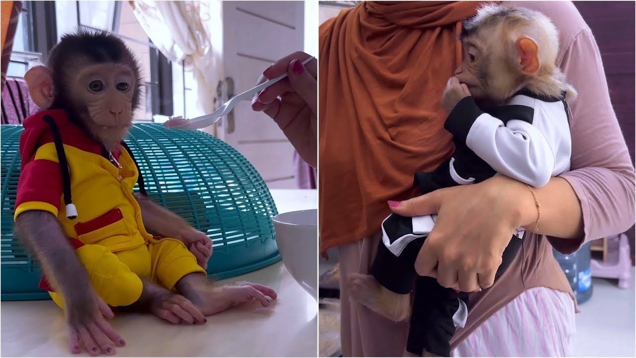 Mom is overwhelmed by Alpha who bothers her to cook while Baby Dino loses his appetite