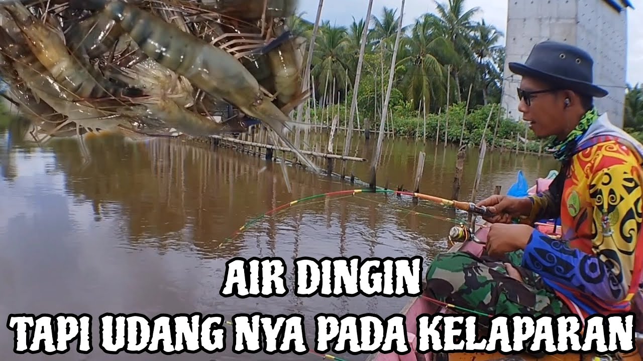 Sungai ini air dingin saja udang nya mau makan!! Apa lagi jika air nya bagus