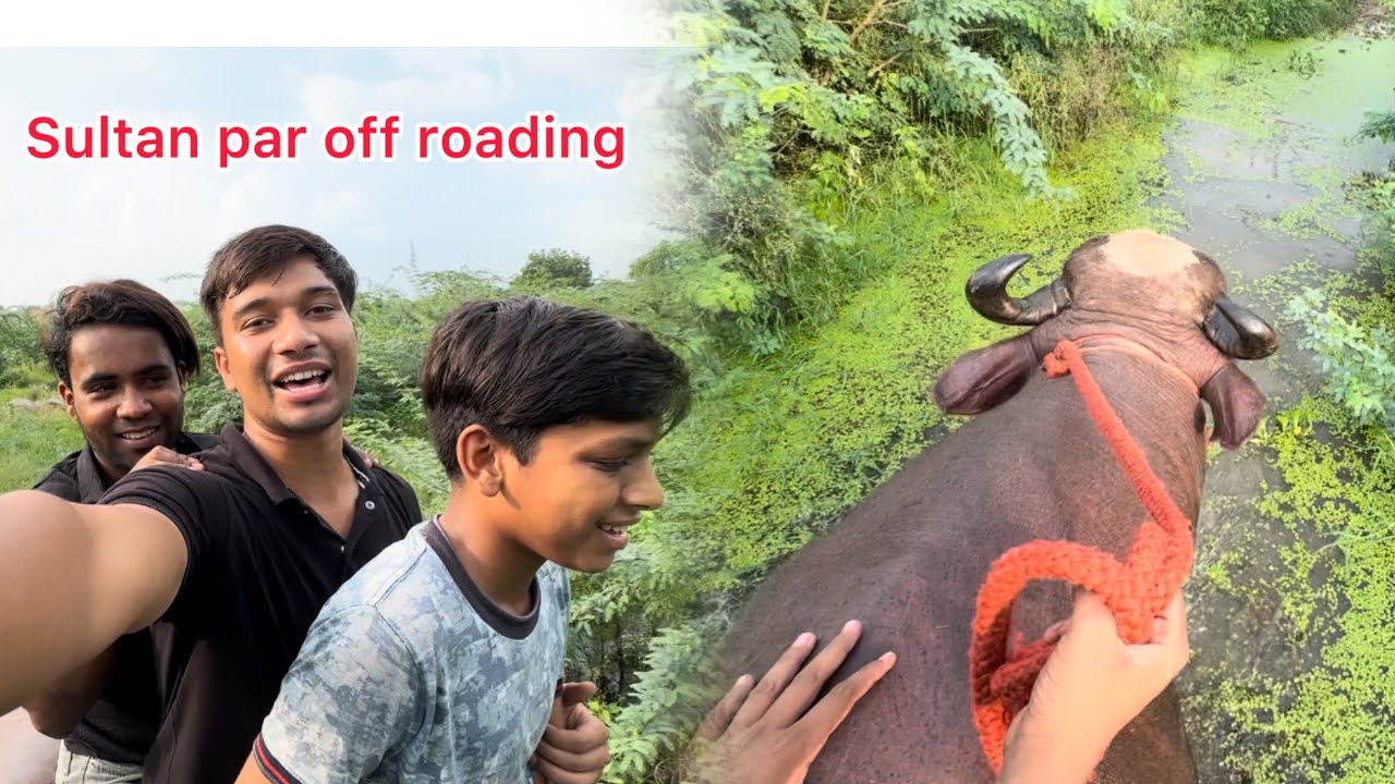 Sultan ke upper se of roadig #bullvlog #reaction #vlog #viralvideo