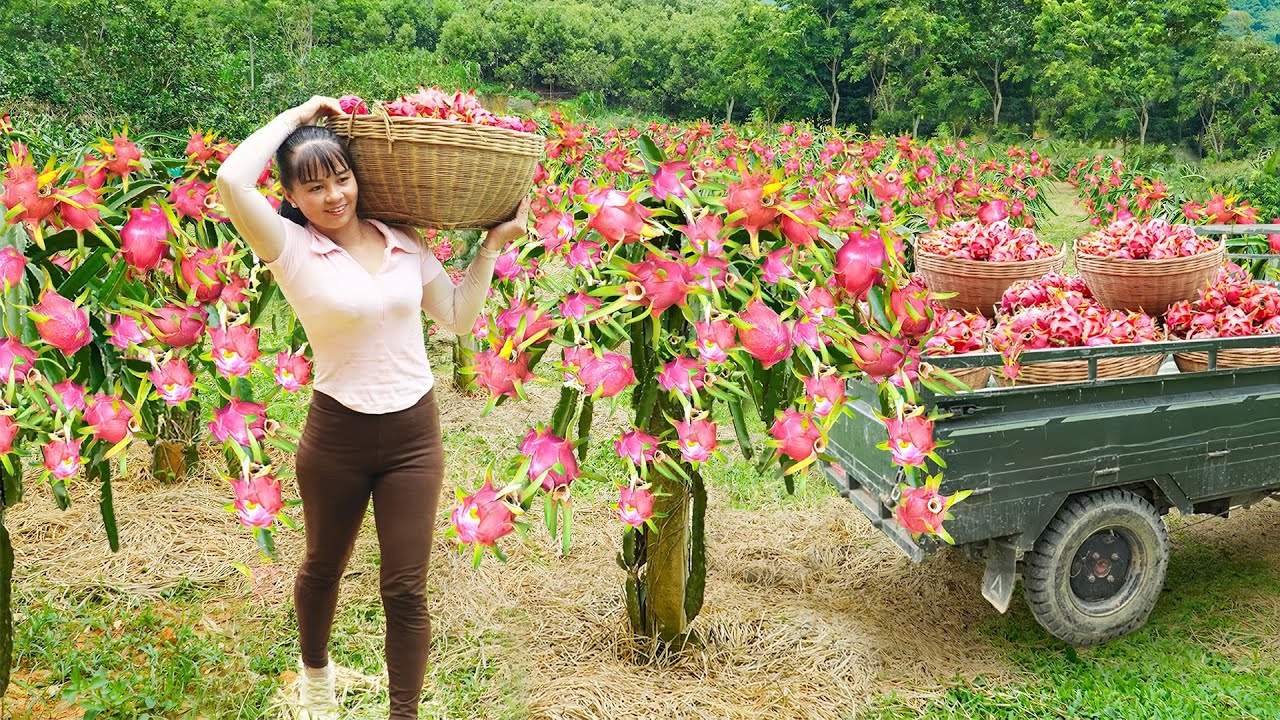 Use 3-Wheeled Truck To Harvesting 1000+ Dragon Fruit Go To Market Sell - Farm Life