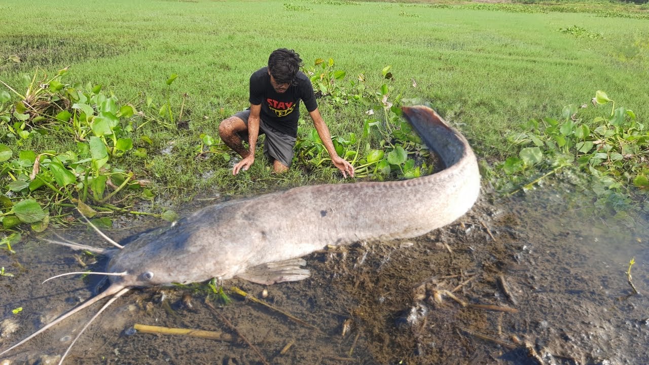 Amazing Hand Fishing Video 2025.  Smart Boys Catching Big Catfish By Hand Under Water Hyacinth.