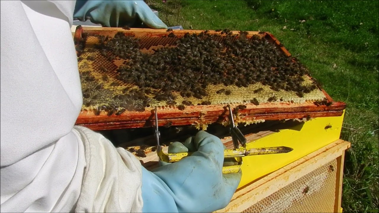 Exceptionnel miellée de lierre en Bretagne  le 8 octobre 2021