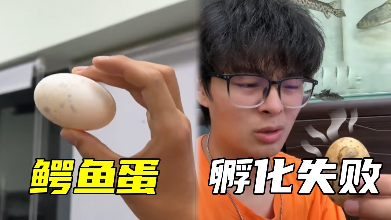 学长今天挑战孵化鳄鱼蛋！不出意料地失败了，索性还有备用蛋究竟能不能成功锁定下期视频吧！【鲁伟学长】