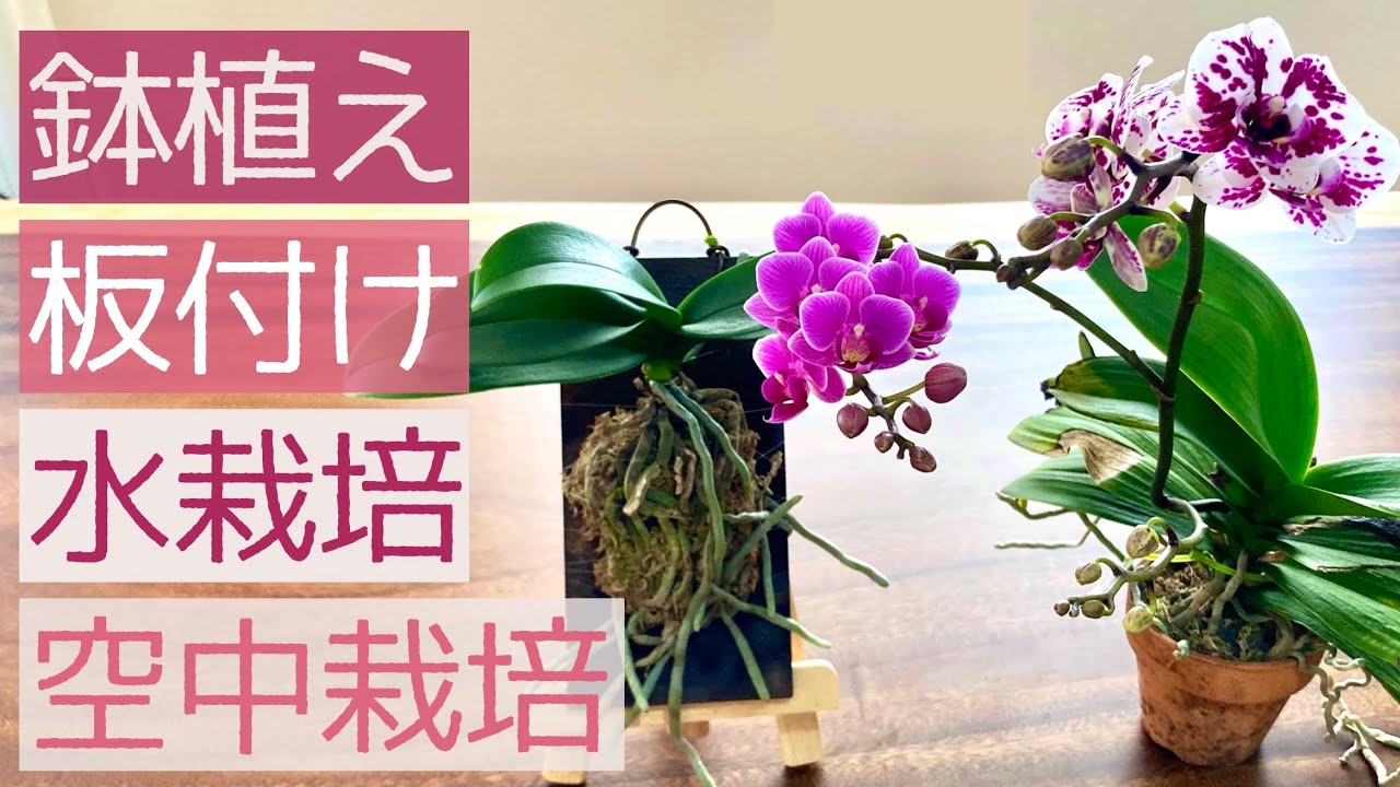 徹底解説【あなたに合う仕立て方】胡蝶蘭を板付にしようと思っていた人、これを見てから考えてください