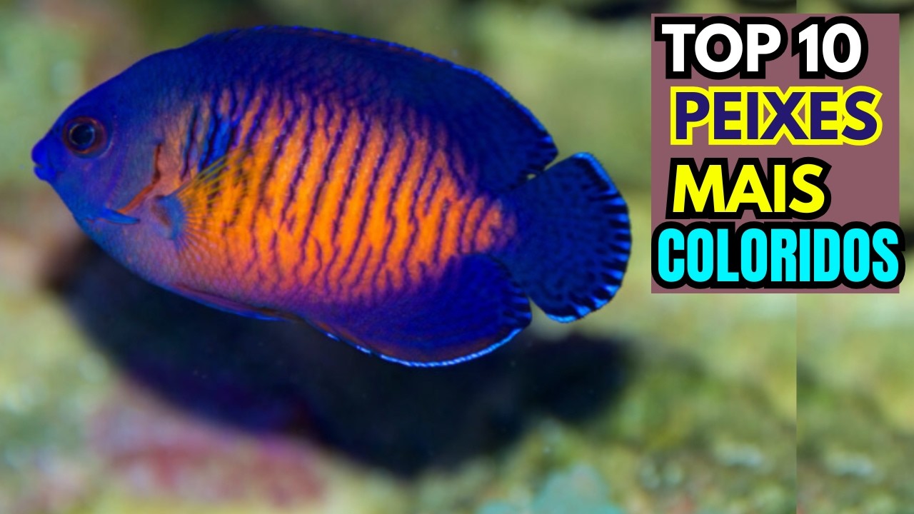 Peixes Coloridos e Fascinantes: Os Habitantes Mais Coloridos dos Recifes 🐠