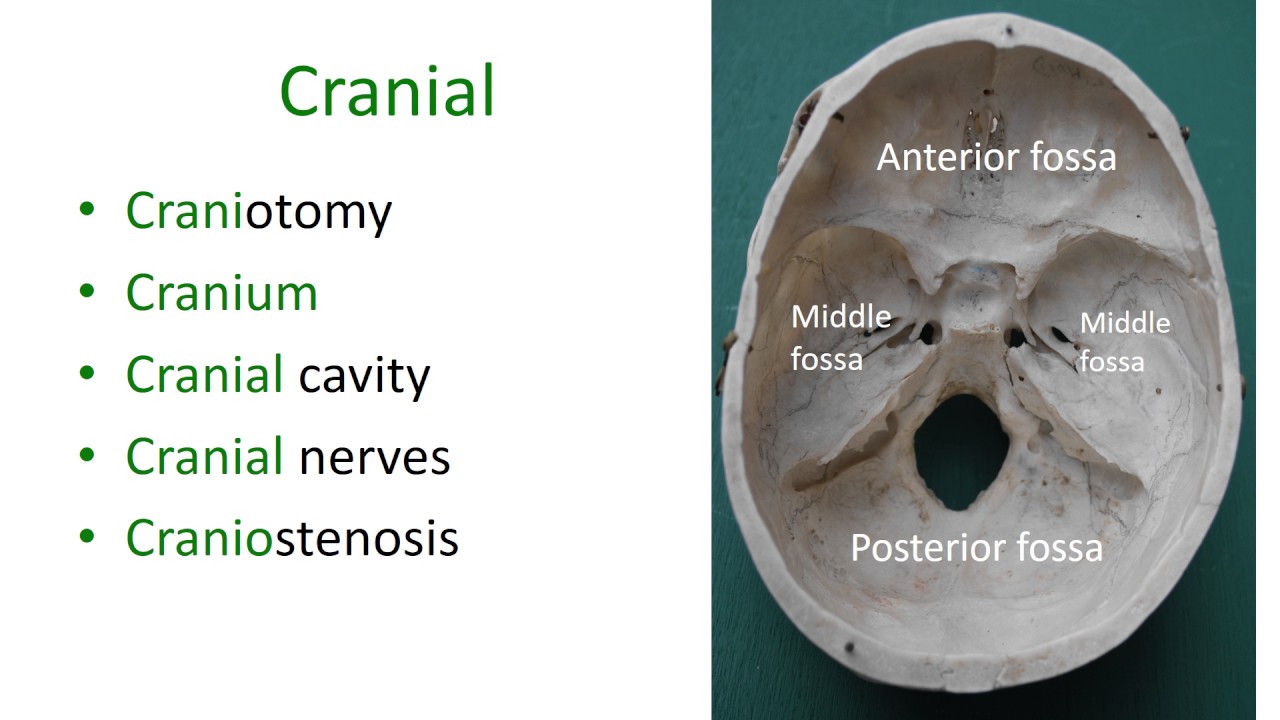Medical terms 10,  Neurology
