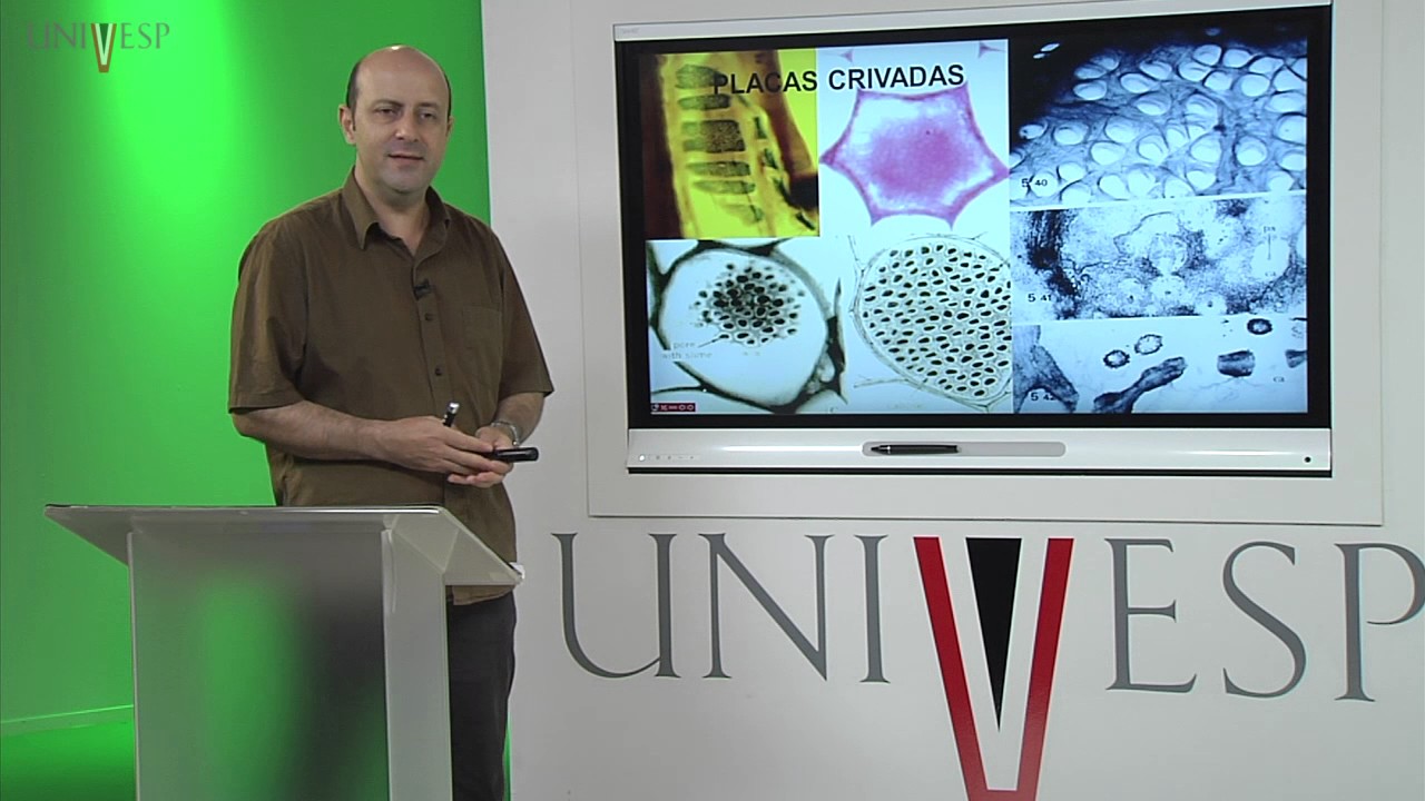 Morfologia Vegetal  - Aula 09 - Sistema Vascular - FLOEMA