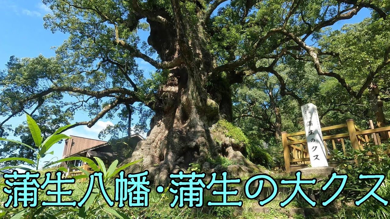 蒲生八幡・蒲生の大クス（姶良市蒲生町上久徳）