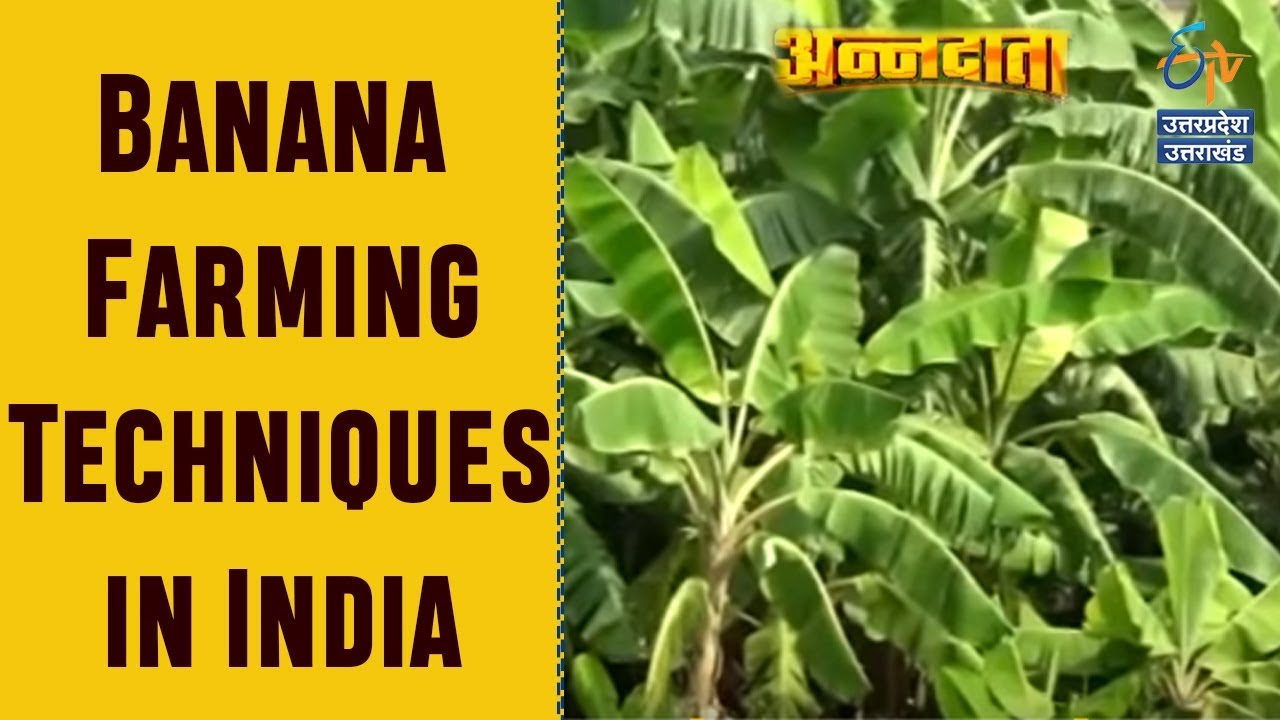 Banana Farming Techniques in India | Annadata | ETV UP Uttarakhand