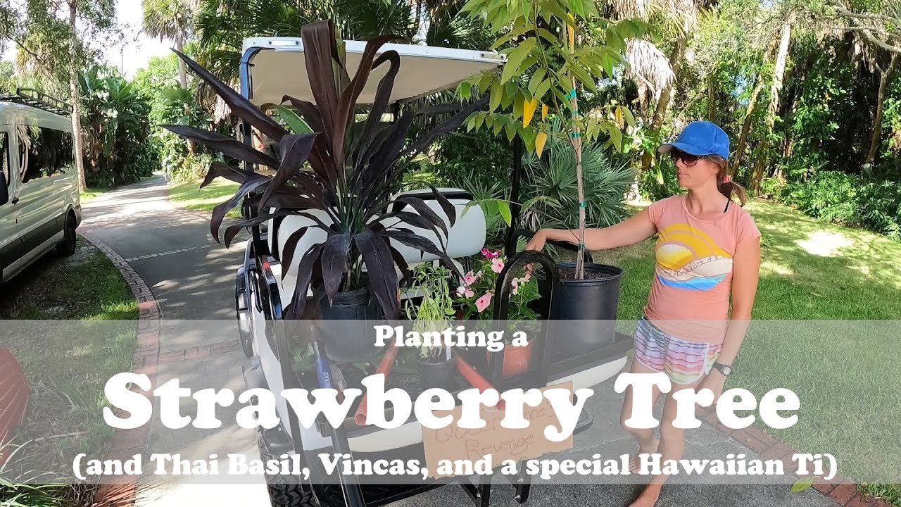 Planting a Strawberry Tree in Florida (plus Thai Basil, Vincas, & Ti)