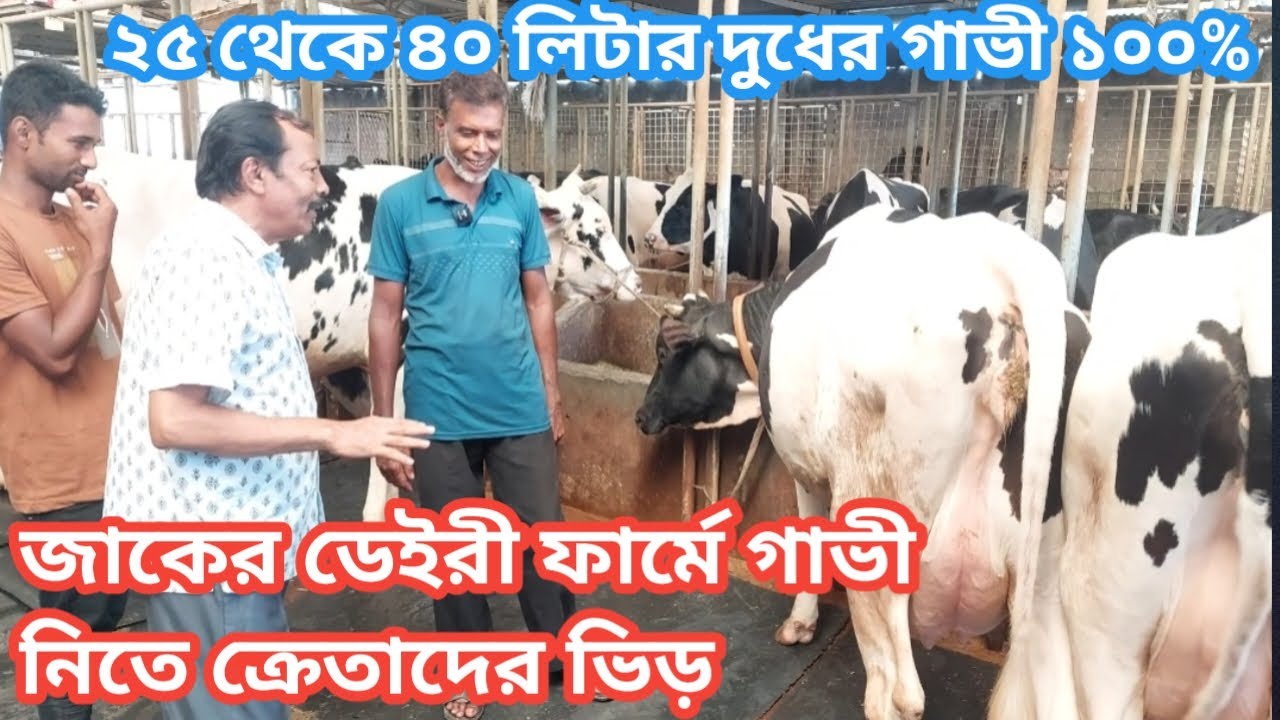 জাকির ডেইরি ফার্মের দুধের গাভীর জন্য চাঁদপুর নোয়াখালীসহ দেশের বিভিন্ন স্থানে ক্রেতা  ভিড় করছেন