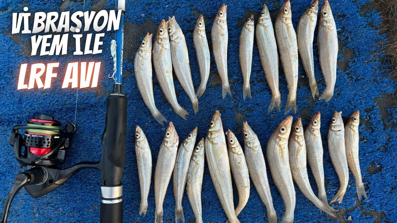 3D VİBRASYON YEM İLE LOKUM AVI / AJİ KAMIŞ DENEMELERİ