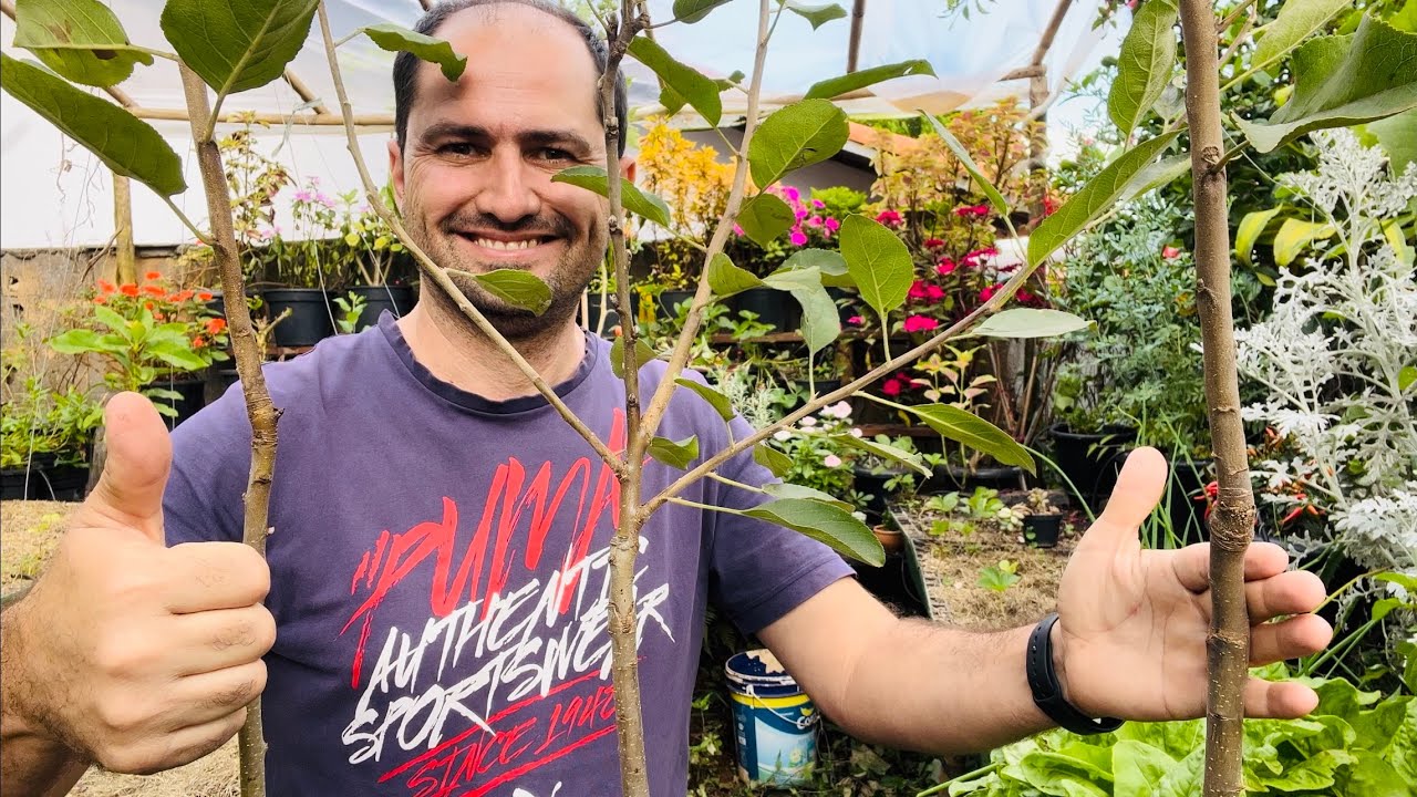 PODA DAS MUDAS DE MAÇÃ E COMO APROVEITAR AS ESTACAS