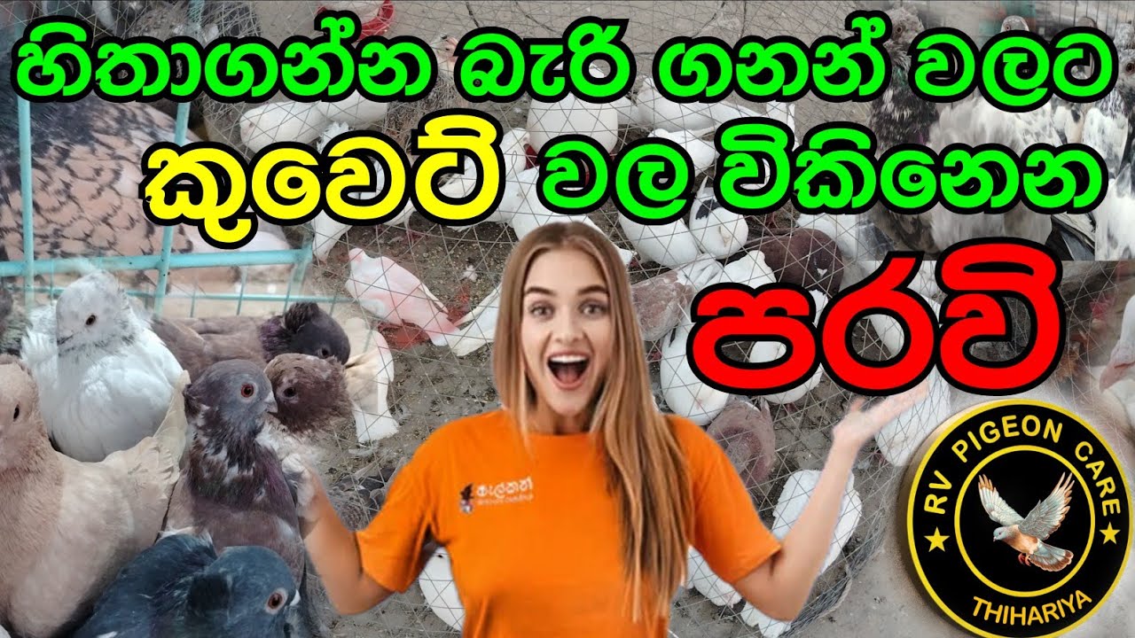 පරවි විශේශ රාශියක් .කුවෙට් මිල ගනන් සහිතව. #birds #kabutarandekabdetehain #RV PIGEON November 9,2025