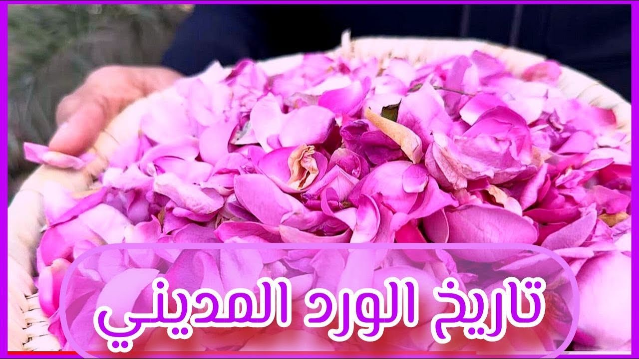 تاريخ ورد المدينة  بين الحاضر والماضي 🌺🌷🌺⁦‪