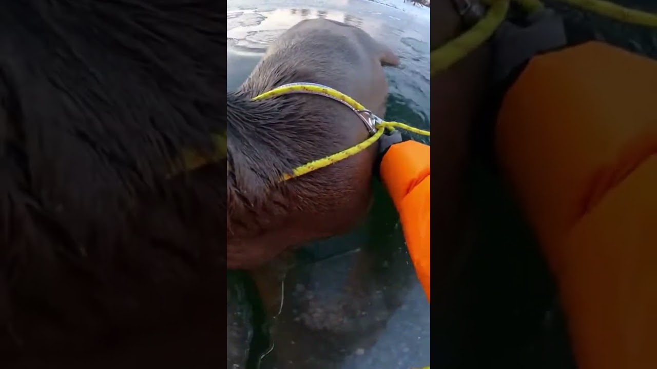 Bodycam Rescue: Deer on Thin Ice