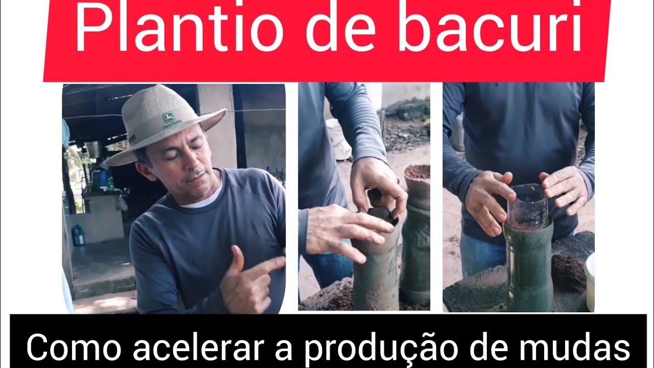 Plantio de bacuri - como acelerar a produção de mudas.