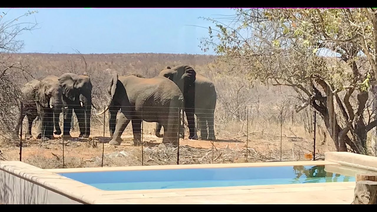 Safari from home - Elephants on your doorstep 🐘 Safaris from my veranda 🐘