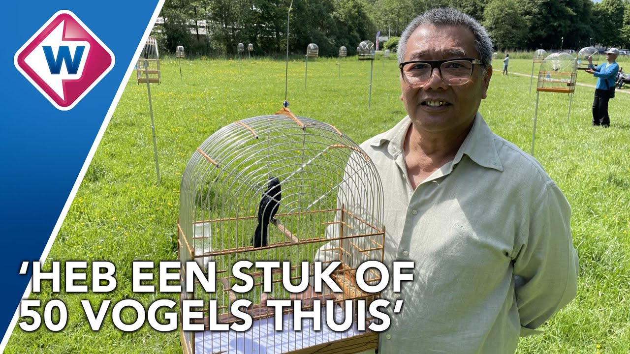 Surinaamse zangvogelwedstrijd in Den Haag: welke vogel fluit het meest? - OMROEP WEST