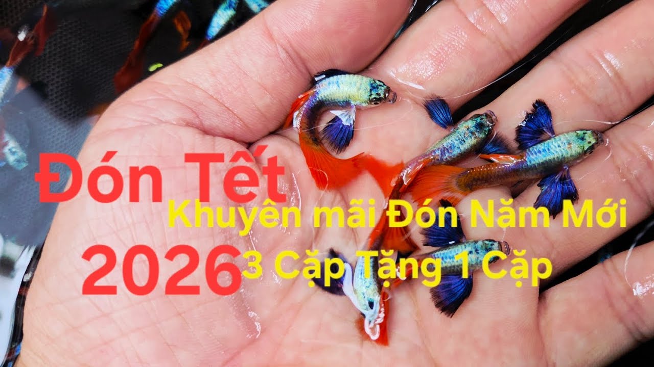 Khuyến Mãi Tết 3 Cặp Tặng 1 Cặp Cá Bảy Màu, Chép Koi Trưng Tết 