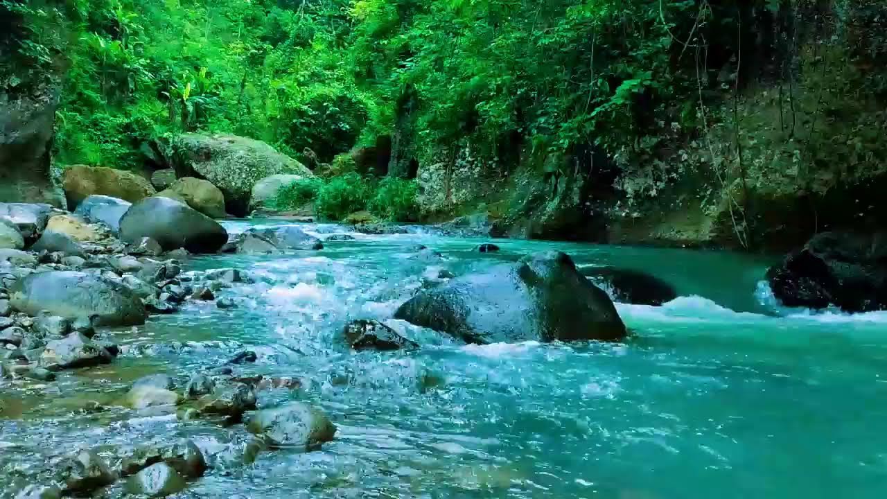 Forest Ambience, Peaceful Forest Stream, Nature Sounds for Calm and Inner Balance