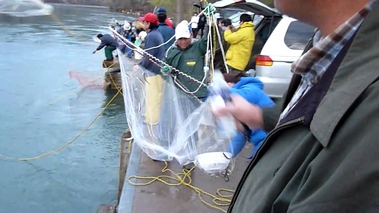 Awesome Dip net and Lift net massive smelt fishing at Niagara river
