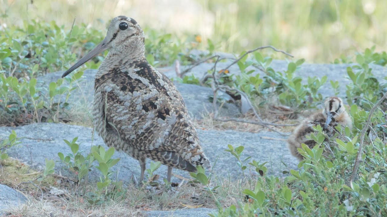 Dancing Woodcock Mom & 4 Chicks