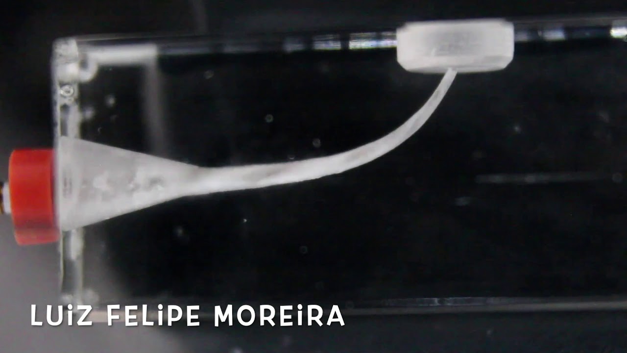 Instrumentação Wave one gold | Luiz Felipe Moreira | Endodontia Microscópica