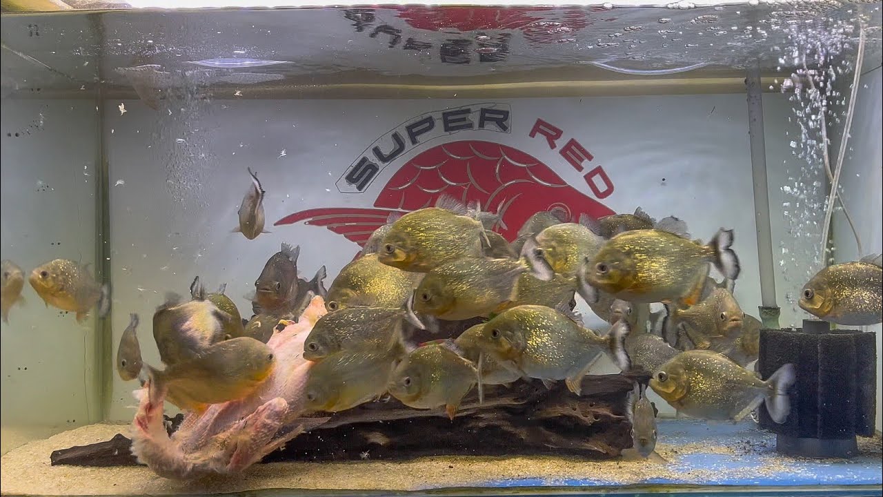 The cutting power of Piranha Teeth on Meat