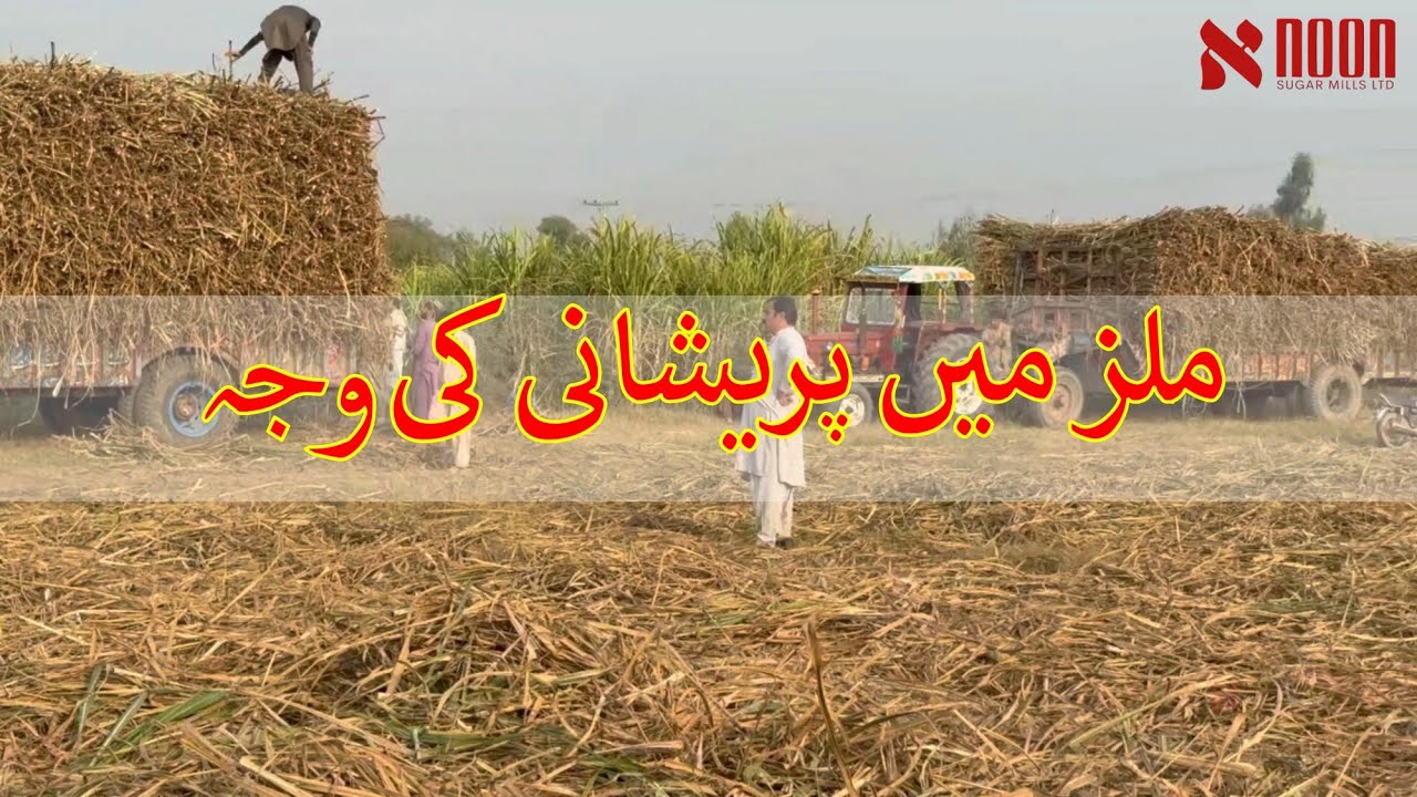گنے کی صفائی میں معمولی غفلت، بڑا نقصان | نون شوگر ملز کی فیلڈ رہنمائی