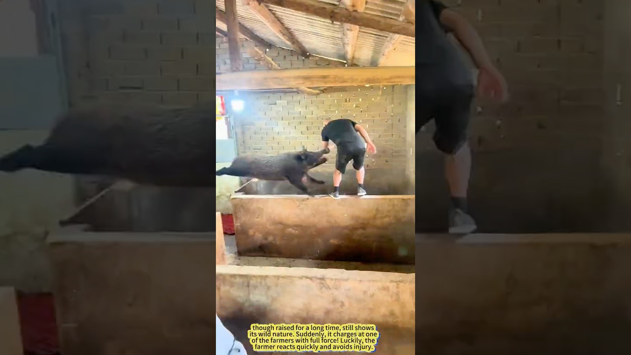 When a Domesticated Boar Goes Wild!